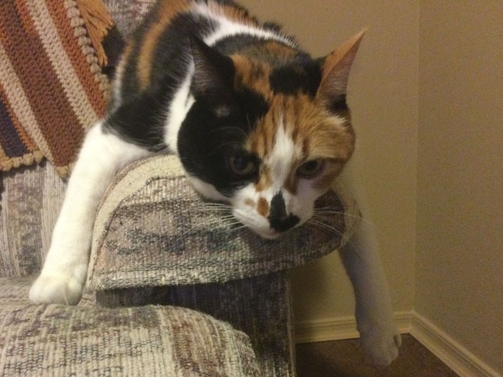 Adopt a friend: Kitty Cat
